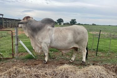 Gray-Brahman--q3k4m1a2jjttyrm1qx69e8ur8jwl6kjuleslgz35tw