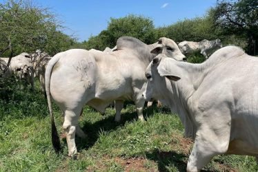 Gray-Brahman2-q3k4m0c8cpsjn5newermtr3an617yvg49a53zp4k04