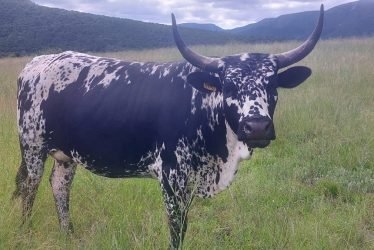Nguni-q3k4xqdrlbuag2mdfz74fal9d690yyzljb24gxqsec
