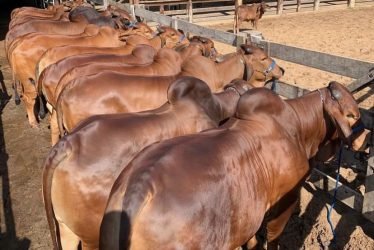 Red-Brahman1-q3k4j08sirokk00ffm1jd0dabuu0doizif49svktvo
