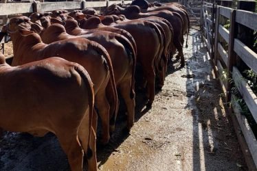 Red-Brahman3-q3k4j16mplpuvlz2a4g5xi4qx8pdldmpujrra5jfpg
