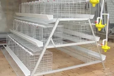 cage-1-pyrv8mxlm68d6jtifn2exycfpdrvg2wwzhblrf72h0