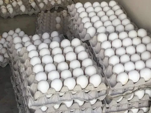 kausi-egg-store-vaishali-ghaziabad-egg-retailers-y9qnv-jpg-500x500